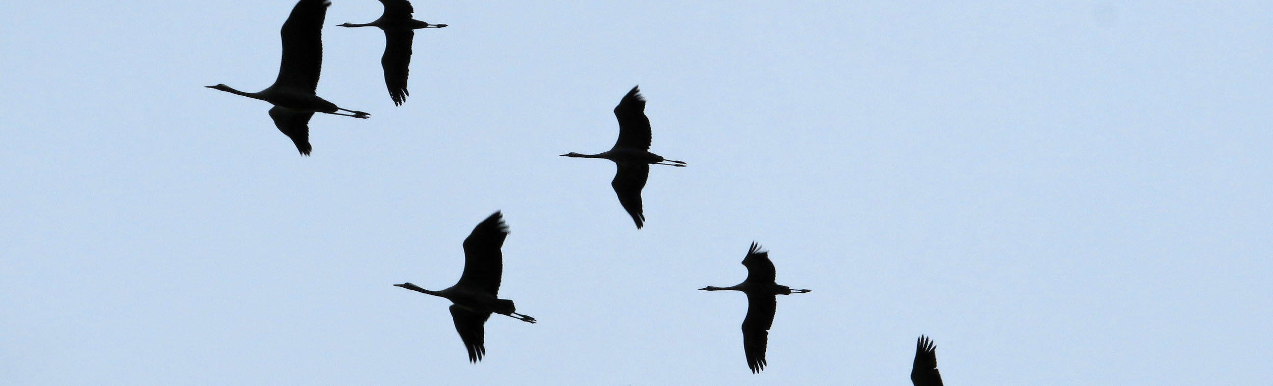 Tala Mohajeri - Moving Senses -Body Whispering